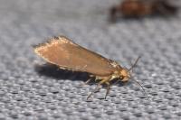 Crassa unitella