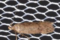 Pexicopia malvella