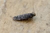 Bryotropha affinis