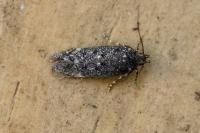 Bryotropha affinis