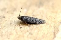 Bryotropha affinis