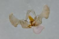Eucosma tripoliana