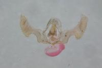 Eucosma tripoliana