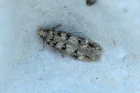 Bryotropha domestica