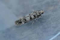 Bryotropha domestica