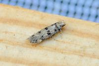 Bryotropha domestica