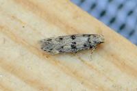 Bryotropha domestica