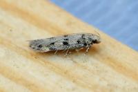 Bryotropha domestica