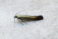 Coleophora alcyonipennella