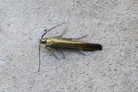 Coleophora alcyonipennella