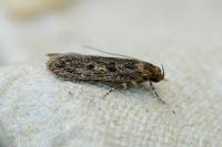 Hofmannophila pseudospretella