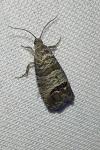 Cydia pomonella