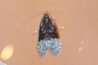 Apotomis betuletana
