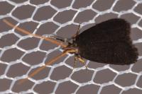 Lecithocera nigrana