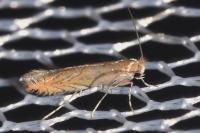Phyllonorycter messaniella