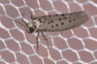 Yponomeuta sedella