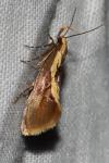 Harpella forficella