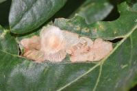 Tischeria ekebladella
