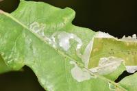 Acrocercops brongniardella