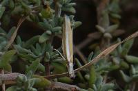 Pleurota aristella
