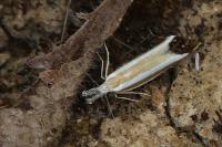 Pleurota aristella