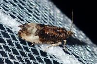 Hedya nubiferana