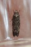 Psoricoptera gibbosella