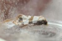 Phalonidia contractana
