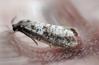 Penestoglossa dardoinella