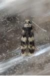 Oegoconia uralskella corsa