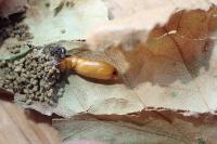 Anacampsis blattariella