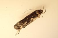 Anacampsis blattariella