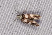 Pseudotelphusa tessella