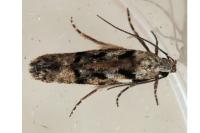 Carpatolechia decorella