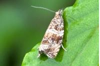 Celypha cespitana