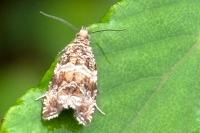 Celypha cespitana