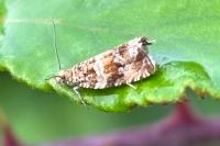 Celypha cespitana