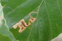 Stigmella tityrella
