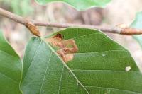 Stigmella hemargyrella