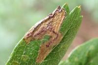 Stigmella hybnerella