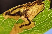 Stigmella hybnerella