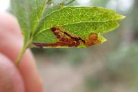 Stigmella crataegella