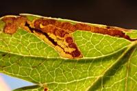 Stigmella crataegella