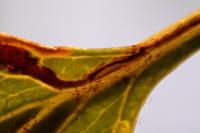 Stigmella crataegella