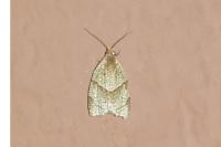 Clepsis rurinana