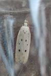 Nothris verbascella