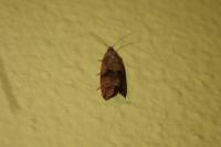 Celypha striana