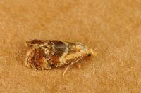 Cochylidia rupicola