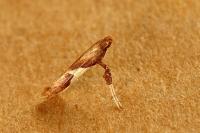 Caloptilia stigmatella