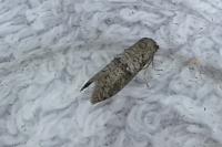Penestoglossa dardoinella